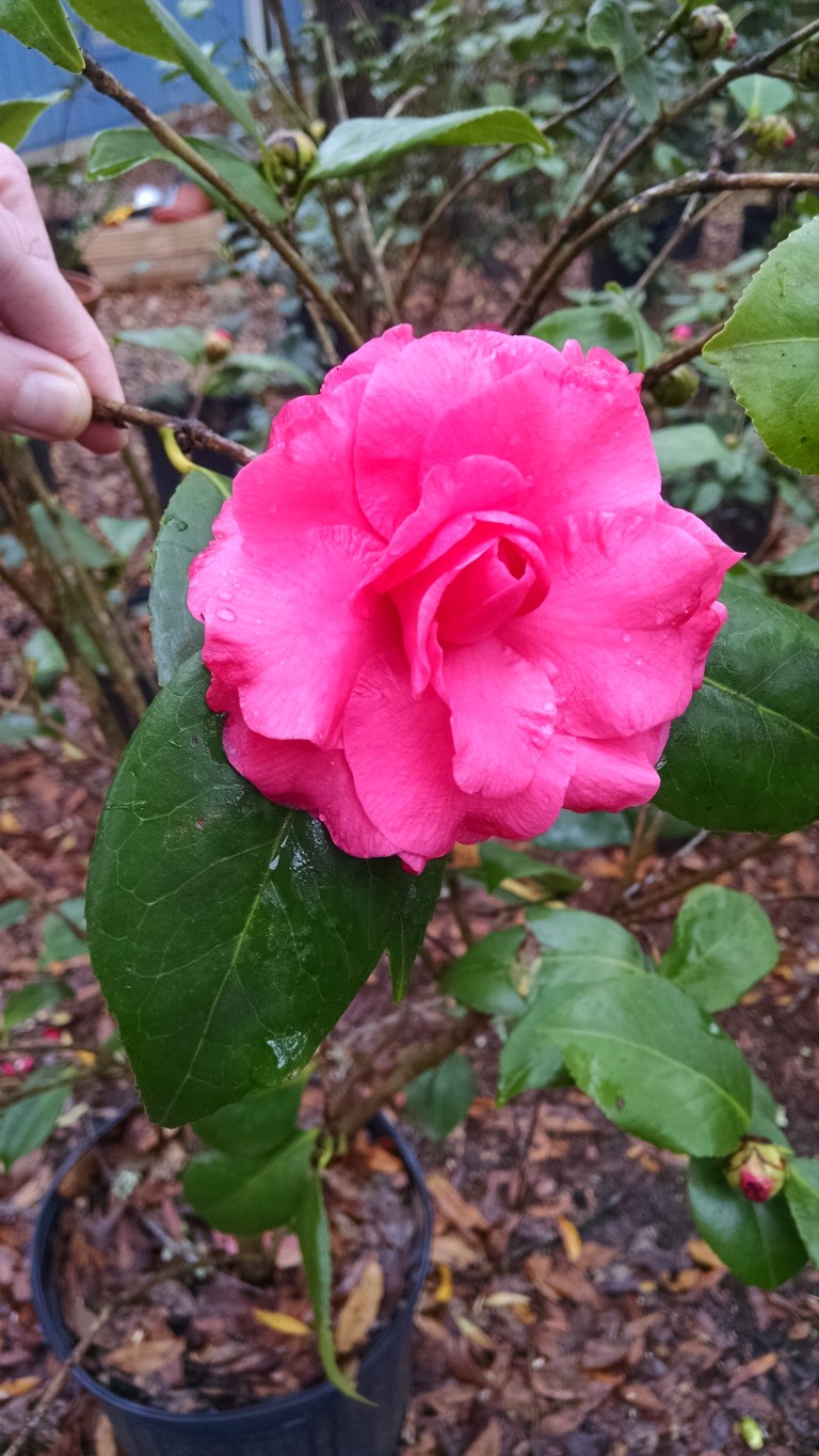 General Information Camellia Heaven Flowers Tallahassee Fl Page