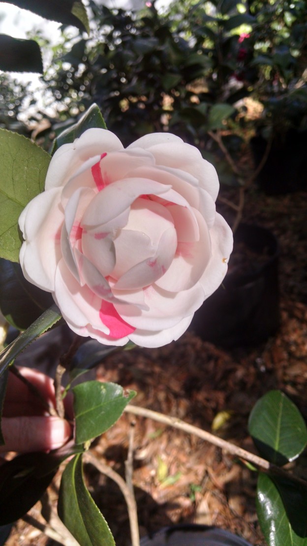 General Information Archives Page Of Camellia Heaven Flowers