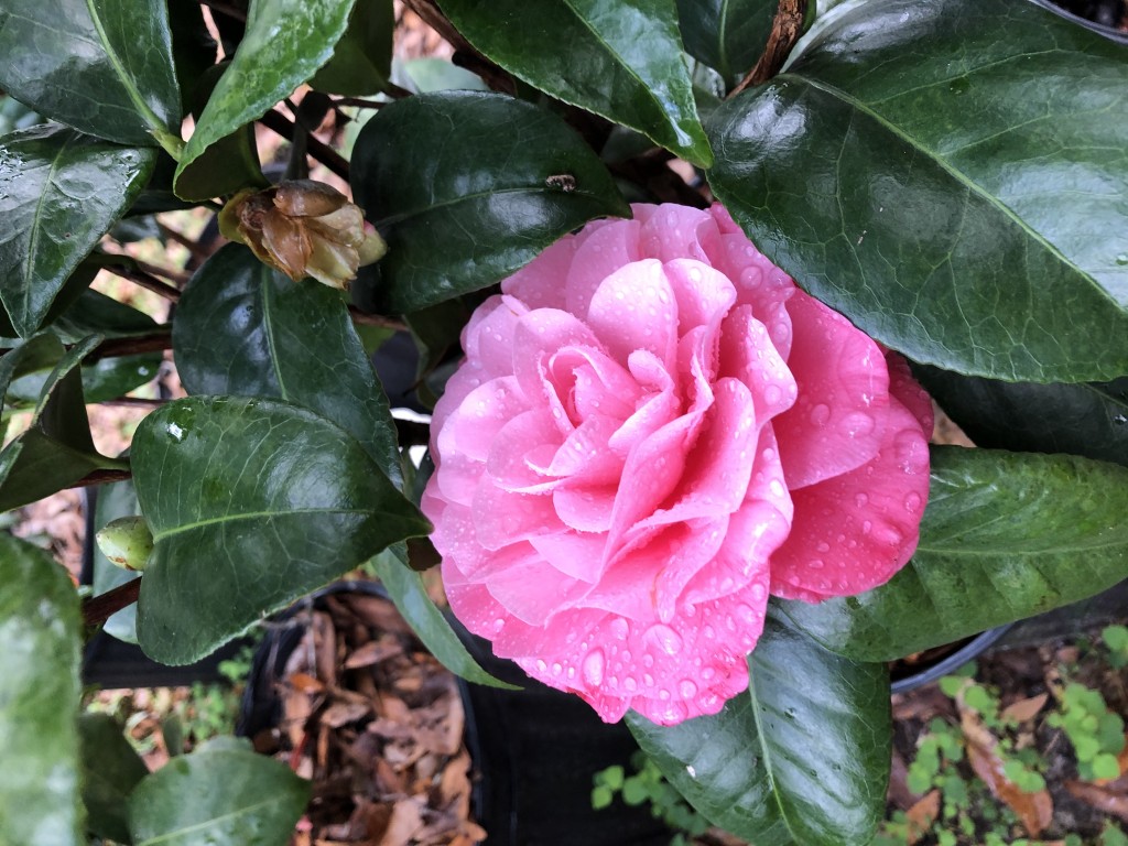 Camellia Heaven Flowers Tallahassee FL Tallahassee S Best Supplier Of