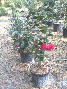 Camellias Blooming late March 2013