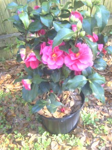 'Christmas Beauty' Camellia- March 2012-moto_0507