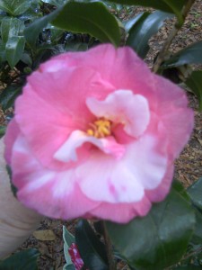 'Fashionata Variegated' camellia.  12-17-12 moto_0231