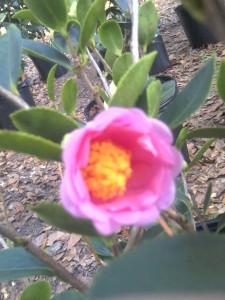 ' Frost Princess' Camellia 12-15-12-'moto_0221