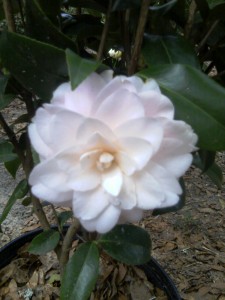 Harriet Bisbeee camellia 2-24-13-moto_0324