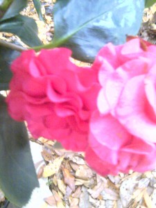 In The Pink- Camellia- Red and Pink on one stem._0492-1