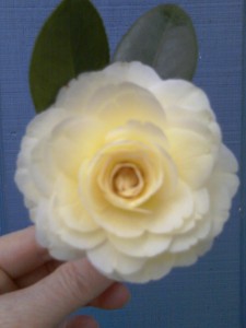 'Lemon Glow' Camellia