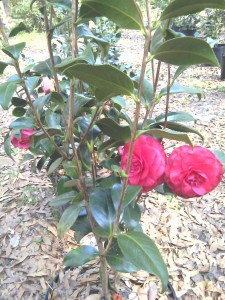 'Mike Whitman' camellia-3-30-13- moto_0336