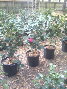 Camellias Available-12-17-12-moto_0226