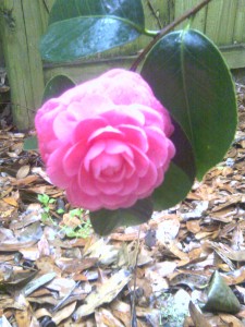 'Jacks' Camellia- January 2012-moto_0341