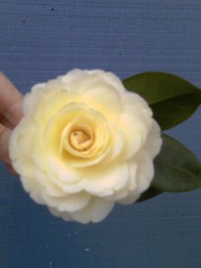 'Lemon Glow' camellia-2-04-12-moto_0376