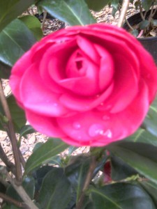 Miked Witman camellia-1-31-12-moto_0250