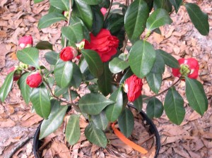 Mike Whitman camellia ( solid Red) 3-2013-DSCN0937