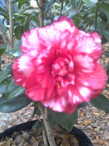 Bobby Fain Variegated camellia