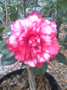 Bobby Fain Variegated camellia