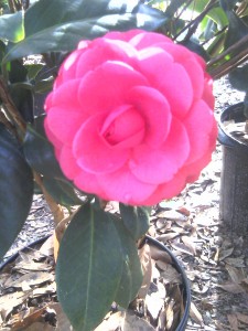 Jacks camellia