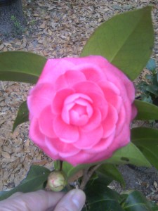 Jacks Camellia