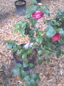 Jacks camellia