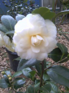 Lemon Glow camellia