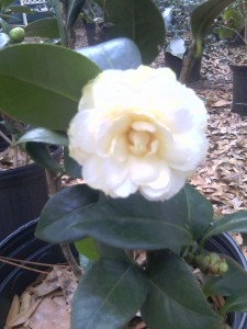 Lemon Glow camellia