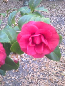 Pope Pious IX Camellia