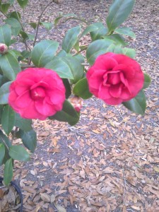 Pope Pious IX camellia