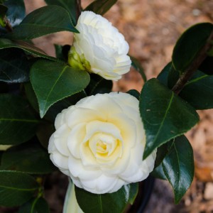 Yellow Lemon Glow camellia- Marylynn Carey-Camellia Heaven-2-10-13-DSC_0025