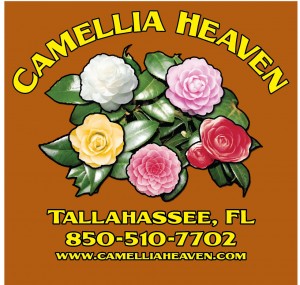 CAMELLIA-HEAVEN-TEXAS ORANGE