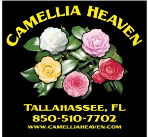 CAMELLIA-HEAVENS-BLACK-Sep. 2014