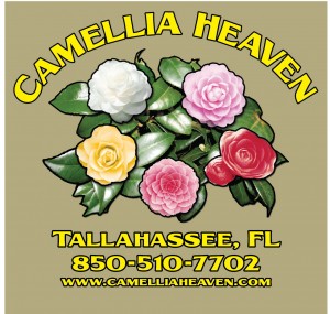 CAMELLIA-HEAVENS-BROWN-SAVANA