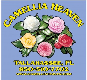 CAMELLIA-HEAVENS- Blue IRIS