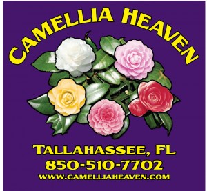 CAMELLIA-HEAVENS- DARK PURPLE