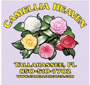 CAMELLIA-HEAVENS-ORCHID