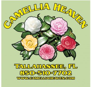 CAMELLIA-HEAVENS-PISTACHIO