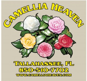 CAMELLIA-HEAVENS-SAND