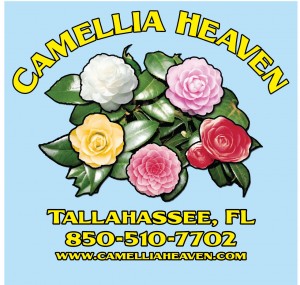 CAMELLIA-HEAVENS-SKY