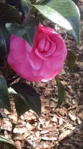 Jacks camellia-11-27-14-52772