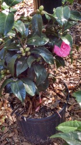 Jacks camellia-WS-11-27-14-0040_HDR