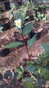 Large Tea Leaf Sinensis camellia- 46237