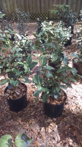 Tea Leaf sinensis camellias-09549