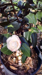 April Dawn camellia