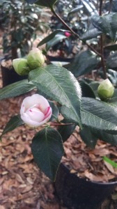 April Dawn camellia