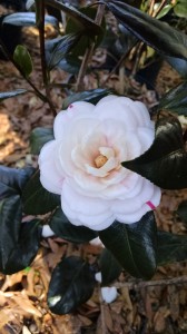 April Dawn camellia (This flower is also on the variegated April Dawn below)