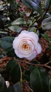 April Dawn camellia (this color is also on the same plant below!)