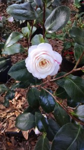 April Dawn camellia (this color is also on the same plant listed below!)