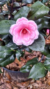 April Dawn camellia