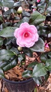 April Dawn camellia