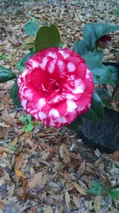 Bobby Fain camellia