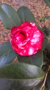 Bobby Fain camellia