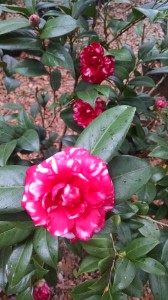 Bobby Fain camellia