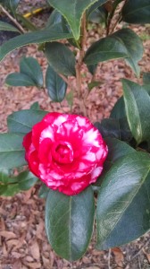 Bobby Fain camellia